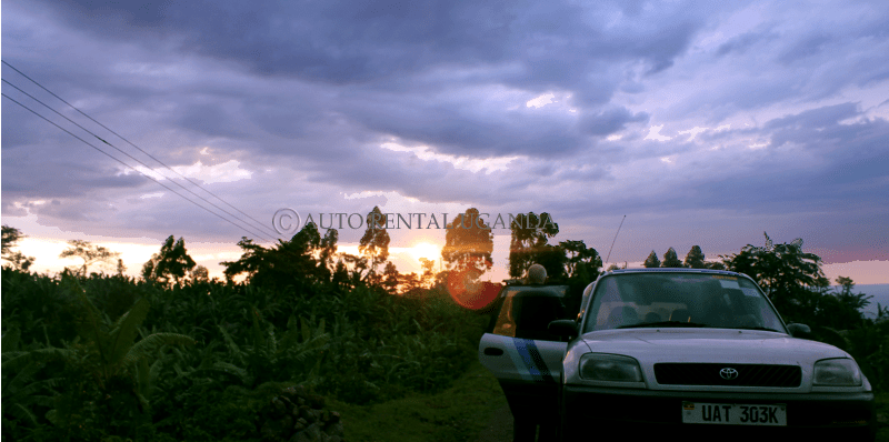budget car rentals