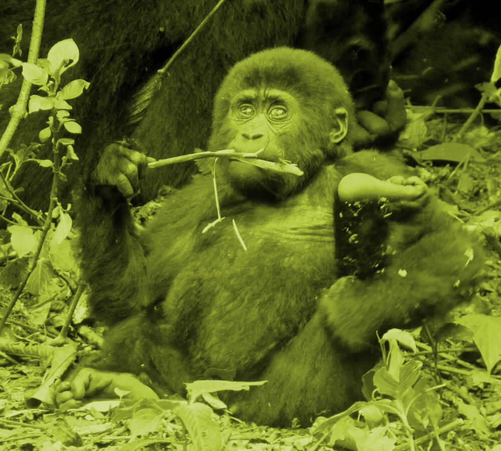 mountain gorilla